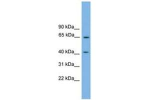 Image no. 1 for anti-Pleckstrin Homology Domain Containing, Family O Member 1 (PLEKHO1) (N-Term) antibody (ABIN6744838)