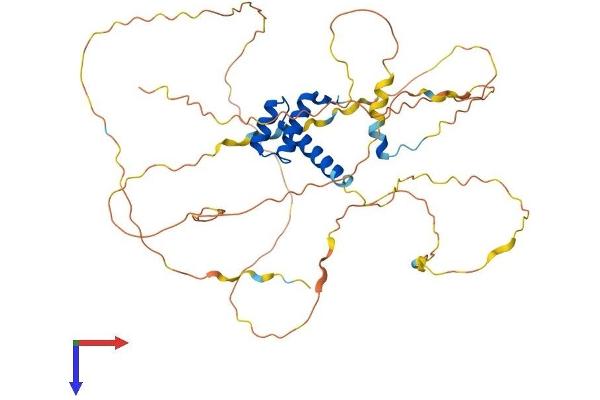 HOXD3 Protein (AA 1-432) (His tag)