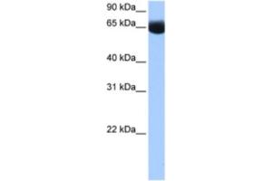 Western Blotting (WB) image for anti-NOP2/Sun Domain Family, Member 6 (NSUN6) antibody (ABIN2462358) (NSUN6 抗体)
