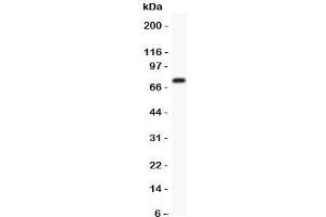 Western blot testing of Kv4. (KCND3 抗体  (AA 1-177))