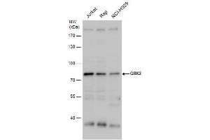 WB Image GRK2 antibody detects GRK2 protein by western blot analysis. (GRK2 抗体  (C-Term))