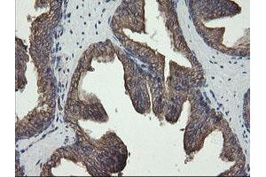 Image no. 6 for anti-Receptor Accessory Protein 5 (REEP5) antibody (ABIN1500659)