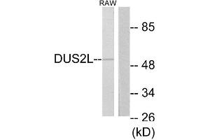 Western Blotting (WB) image for anti-Dihydrouridine Synthase 2-Like (DUS2L) (C-Term) antibody (ABIN1850012) (DUSL2 抗体  (C-Term))