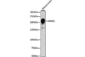 Western blot analysis of extracts of mouse brain, using WNK3 antibody (ABIN6293469) at 1:1000 dilution. (WNK3 抗体)