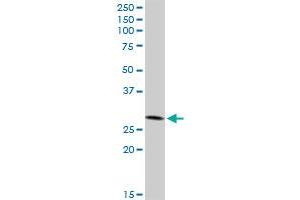 IFI35 MaxPab rabbit polyclonal antibody. (IFI35 抗体  (AA 1-288))