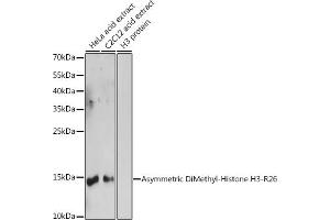 Western blot analysis of extracts of various cell lines, using Asymmetric DiMethyl-Histone H3-R26 antibody (ABIN3023277, ABIN3023278, ABIN3023279 and ABIN6219536) at 1:1000 dilution. (Histone 3 抗体  (H3R26me2))