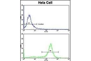 Flow cytometric analysis of hela cells using P2R2B Antibody (Center)(bottom histogram) compared to a negative control cell (top histogram). (PPP2R2B 抗体  (AA 104-130))