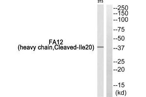Western blot analysis of extracts from 3T3 cells, using FA12 (heavy chain, Cleaved-Ile20) antibody. (F12 抗体  (Cleaved-Ile20, Heavy Chain, N-Term))