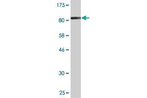 Western Blot detection against Immunogen (81. (NOVA1 抗体  (AA 1-507))