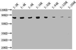 Western Blotting (WB) image for anti-Heat Shock 70kDa Protein 8 (HSPA8) (AA 2-646) antibody (ABIN7154883)