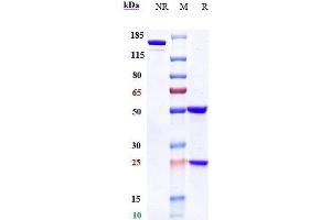 Anti-CD38 Reference Antibody (daratumumab) on SDS-PAGE under reducing (R) condition. (Recombinant CD38 (Daratumumab Biosimilar) 抗体)