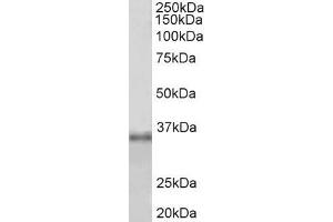 ABIN5539728 (1µg/ml) staining of HEK293 lysate (35µg protein in RIPA buffer). (Fibrillarin 抗体  (Internal Region))