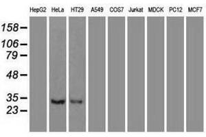 Image no. 3 for anti-Neurotrophin 3 (NTF3) (AA 139-257) antibody (ABIN1490919) (Neurotrophin 3 抗体  (AA 139-257))
