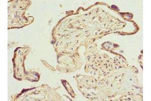 Immunohistochemistry (IHC) image for anti-Prostaglandin E Synthase 2 (PTGES2) (AA 88-377) antibody (ABIN7164852)