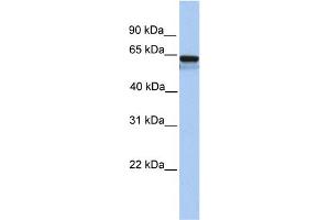 WB Suggested Anti-LCK Antibody Titration: 0. (LCK 抗体  (N-Term))