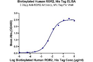 Receptor Tyrosine Kinase-Like Orphan Receptor 2 (ROR2) (AA 34-403) protein (His-Avi Tag,Biotin)