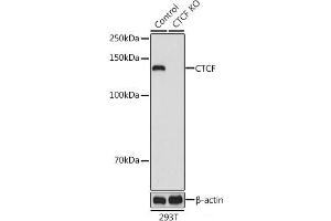 Western blot analysis of extracts from normal (control) and CTCF knockout (KO) 293T cells using CTCF Polyclonal Antibody at dilution of 1:1000. (CTCF 抗体)