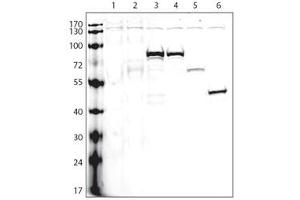 Image no. 2 for anti-V5 Epitope Tag antibody (ABIN356537)