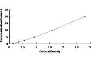Cholinergic Receptor, Nicotinic, beta 3 (Neuronal) (CHRNB3) ELISA Kit