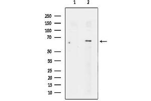 Western blot analysis of lysates from  cells, using Zn Antibody.