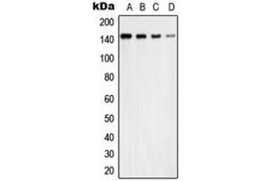 Western blot analysis of USP42 expression in A431 (A), MCF7 (B), NIH3T3 (C), PC12 (D) whole cell lysates.