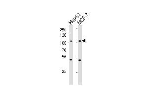 Western blot analysis of lysates from HepG2, MCF-7 cell line (from left to right), using P4K3 Antibody (ABIN659123 and ABIN2843762). (MAP4K3 抗体)