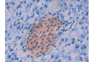 DAB staining on IHC-P; Samples: Mouse Pancreas Tissue (GPC4 抗体  (AA 220-426))