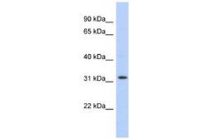 Image no. 1 for anti-Chromosome 1 Open Reading Frame 131 (C1orf131) (AA 107-156) antibody (ABIN6743683) (C1orf131 抗体  (AA 107-156))