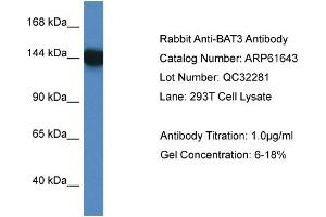 Western Blotting (WB) image for anti-Large Proline-Rich Protein BAT3 (BAT3) (C-Term) antibody (ABIN2788861) (BAT3 抗体  (C-Term))
