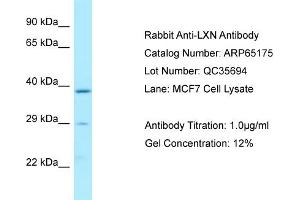 Western Blotting (WB) image for anti-Latexin (LXN) (N-Term) antibody (ABIN2790067) (Latexin 抗体  (N-Term))