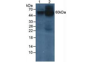 Western blot analysis of (1) Human 293T Cells and (2) Human HeLa cells.