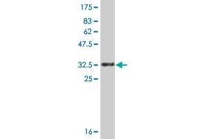 Western Blotting (WB) image for anti-Solute Carrier Family 1 (Glial High Affinity Glutamate Transporter), Member 3 (SLC1A3) (AA 162-237) antibody (ABIN520226)