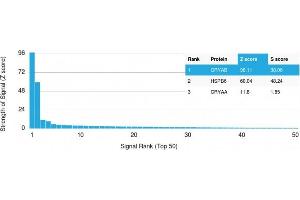 Analysis of Protein Array containing more than 19,000 full-length human proteins using Crystallin Alpha B Mouse Monoclonal Antibody (CPTC-CRYAB-1). (CRYAB 抗体)