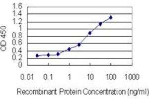 Detection limit for recombinant GST tagged SUMO4 is 0. (SUMO4 抗体  (AA 1-95))