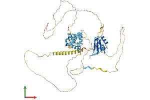 Protein Structure (PS) image for Cleavage Stimulation Factor, 3' Pre-RNA, Subunit 2, 64kDa (CSTF2) (AA 1-580) protein (His tag) (ABIN7558683)