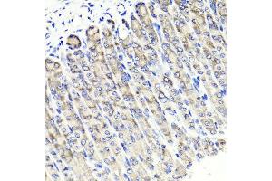 Immunohistochemistry of paraffin-embedded mouse stomach using MAPKBP1 antibody at dilution of 1:100 (x40 lens). (MAPKBP1 抗体)