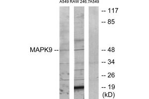 Western blot analysis of extracts from A549 cells and RAW264. (JNK2 抗体  (Internal Region))