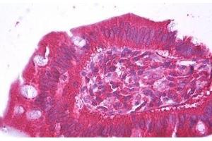 Anti-HFE2 antibody IHC staining of human small intestine. (HFE2 抗体  (AA 93-174))