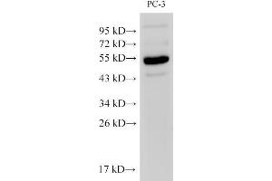 Western Blot analysis of PC-3 cells using Chromogranin A Polyclonal Antibody at dilution of 1:500 (Chromogranin A 抗体)