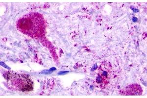 Image no. 1 for anti-G Protein-Coupled Receptor 68 (GPR68) (C-Term) antibody (ABIN1048863) (GPR68 抗体  (C-Term))