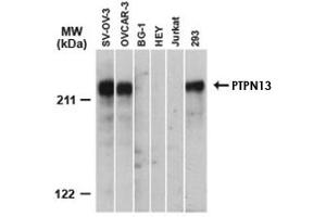 Western blot analysis of PTPN13. (PTPN13 抗体)