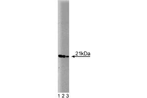 Western blot analysis of Bax on a HepG2 cell lysate (Human hepatocellular carcinoma, ATCC HB-8065). (BAX 抗体  (AA 55-178))