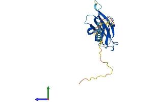 Protein Structure (PS) image for Nicolin 1 (NICN1) (AA 1-213) protein (His tag) (ABIN7560558)
