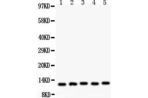 Anti- MIF Picoband antibody, Western blotting All lanes: Anti MIF  at 0. (MIF 抗体  (AA 2-115))