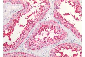 Immunohistochemistry staining of human testis (paraffin sections) using anti-HSP90 alpha/beta (MBH90AB). (HSP90 alpha/beta 抗体  (N-Term))