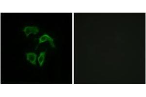 Immunofluorescence (IF) image for anti-Olfactory Receptor 2A4 (OR2A4) (AA 231-280) antibody (ABIN2890974) (OR2A4 抗体  (AA 231-280))