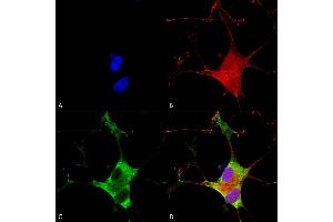 Immunocytochemistry (ICC) image for anti-Solute Carrier Family 1 (Neuronal/epithelial High Affinity Glutamate Transporter, System Xag), Member 1 (SLC1A1) (AA 1-524) antibody (FITC) (ABIN2482758)