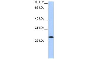 WB Suggested Anti-EGLN3 Antibody Titration: 0. (EGLN3 抗体  (C-Term))