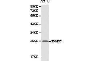 Western blot analysis of 721-B cell lysate using SMNDC1 antibody. (SMNDC1 抗体  (AA 1-238))
