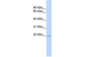 anti-Tumor Necrosis Factor (Ligand) Superfamily, Member 18 (TNFSF18) (AA 108-157) antibody